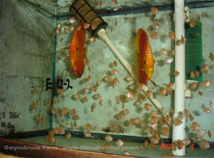 Discus Discus Fish Breeder With Fry In 50 Gallon Aquarium At