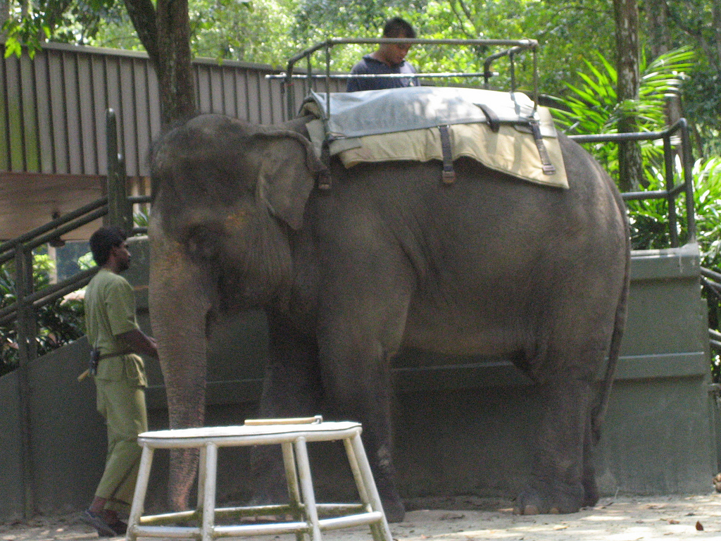 The Circus "NO SPIN ZONE" Elephant RidesSingapore Zoo