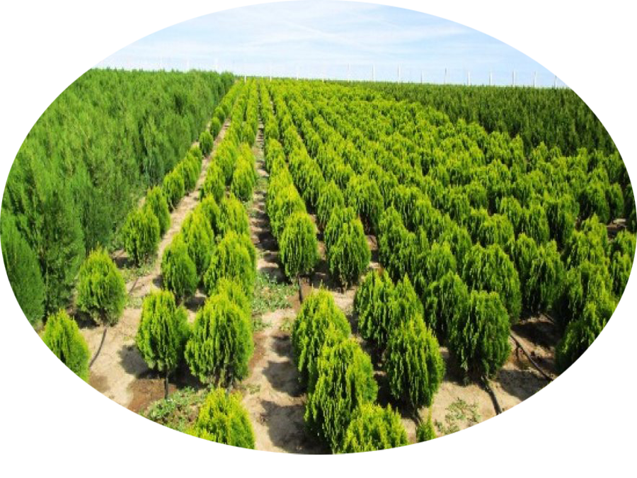 Terapie Naturală Tratament Naturist In Lipom