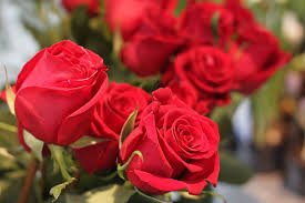 Meilleur Bouquet De Fleur Meilleur Bouquet De Fleur