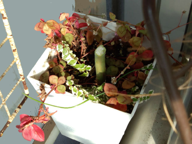 出来るだけお金をかけずに楽しむベランダガーデン アスぺルラを定植した フィカス プミラは水栽培