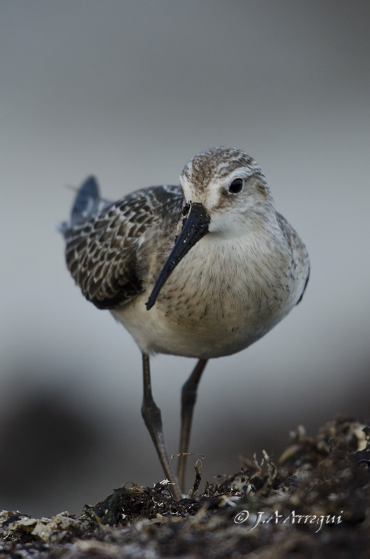 correlimos zarapitin, Calidris ferruginea, Curlew Sandpiper correlimos zarapitin, Calidris ferruginea, Curlew Sandpiper