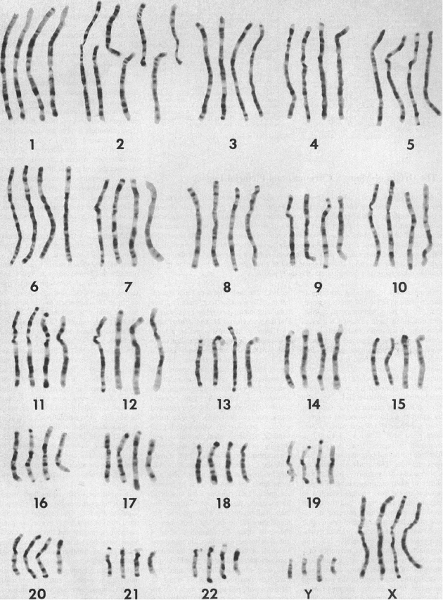 Baraminology Chart