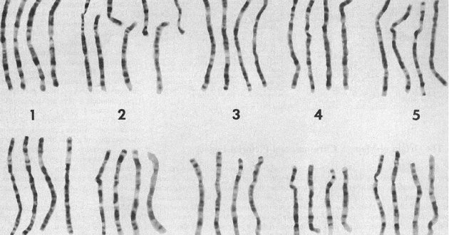 Baraminology Chart