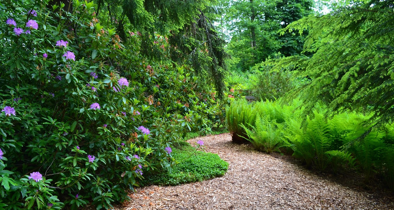 Linda Letters Two More Edmonds Gardens From Last Weekend