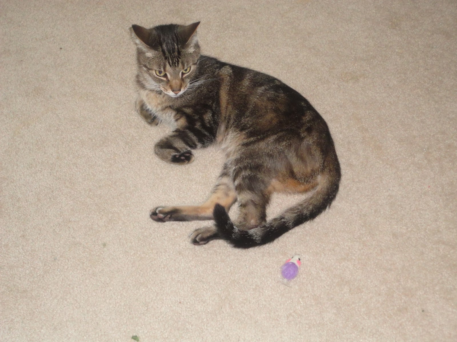 Cat Wants To Get Away But Is Purring Cat Wants To Get Away But Is Purring