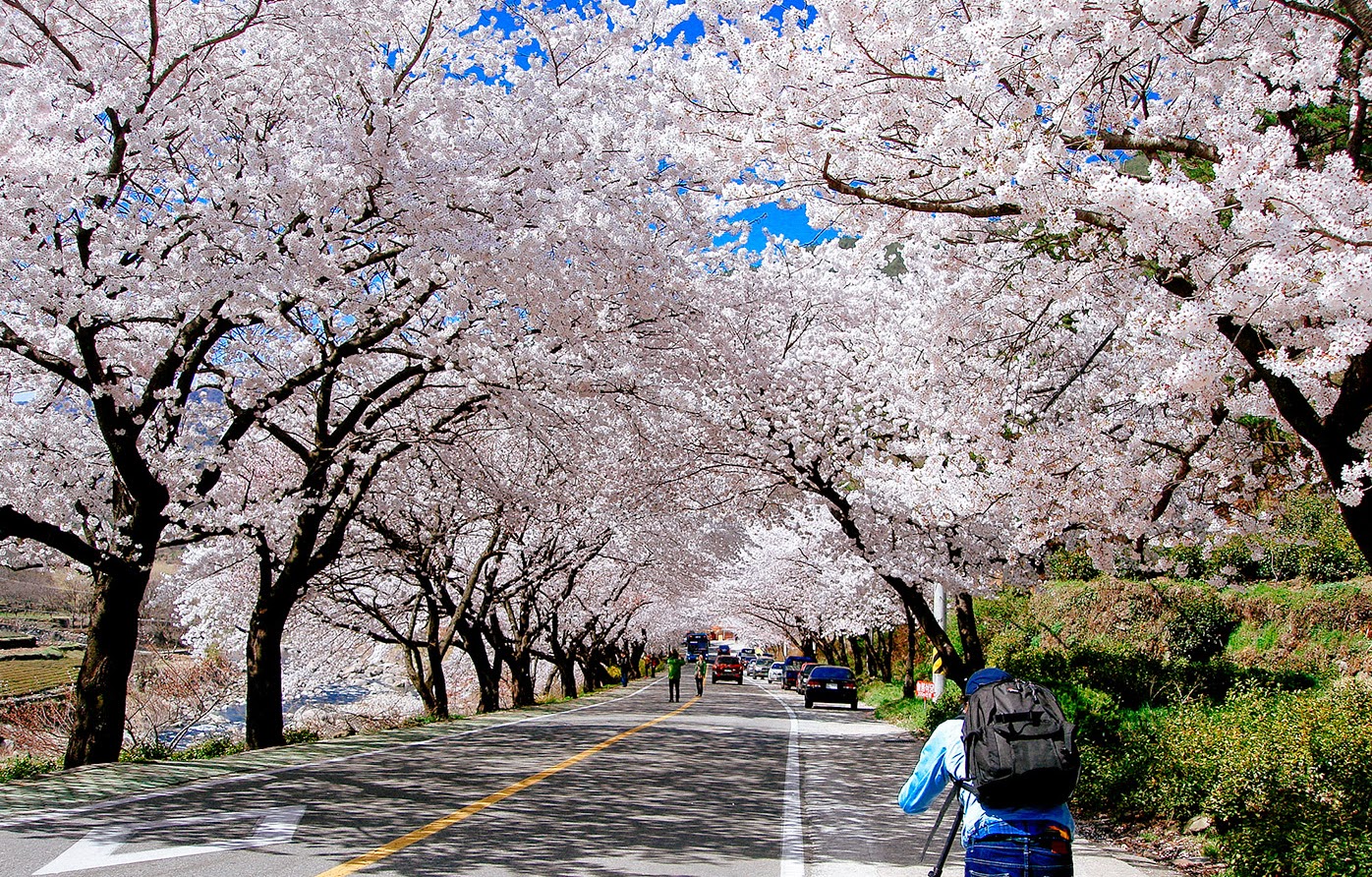 Cherry Blossom season at Korea
