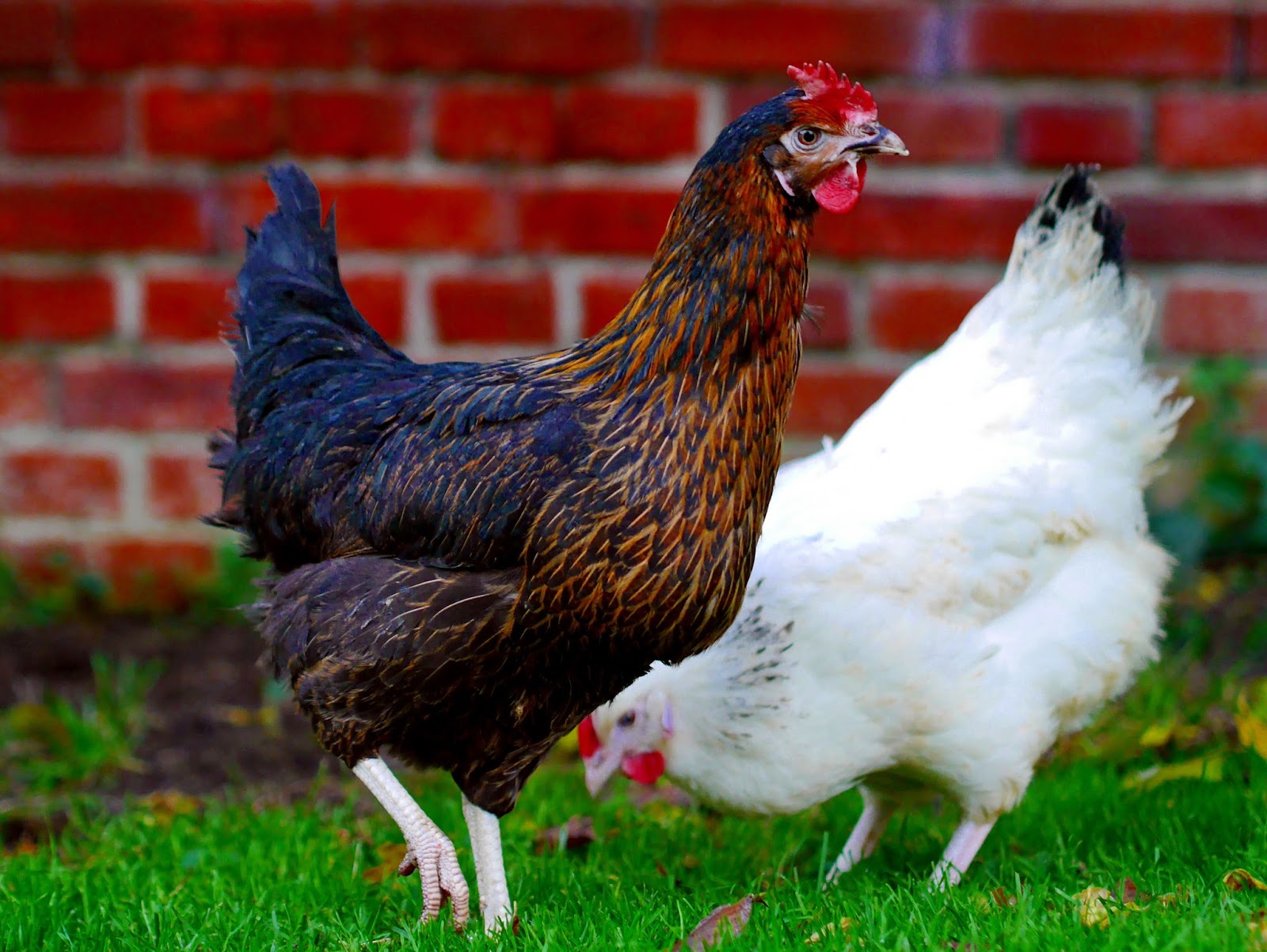 Hühnerinfo über private Hühnerhaltung und Hühnerrassen Bovan