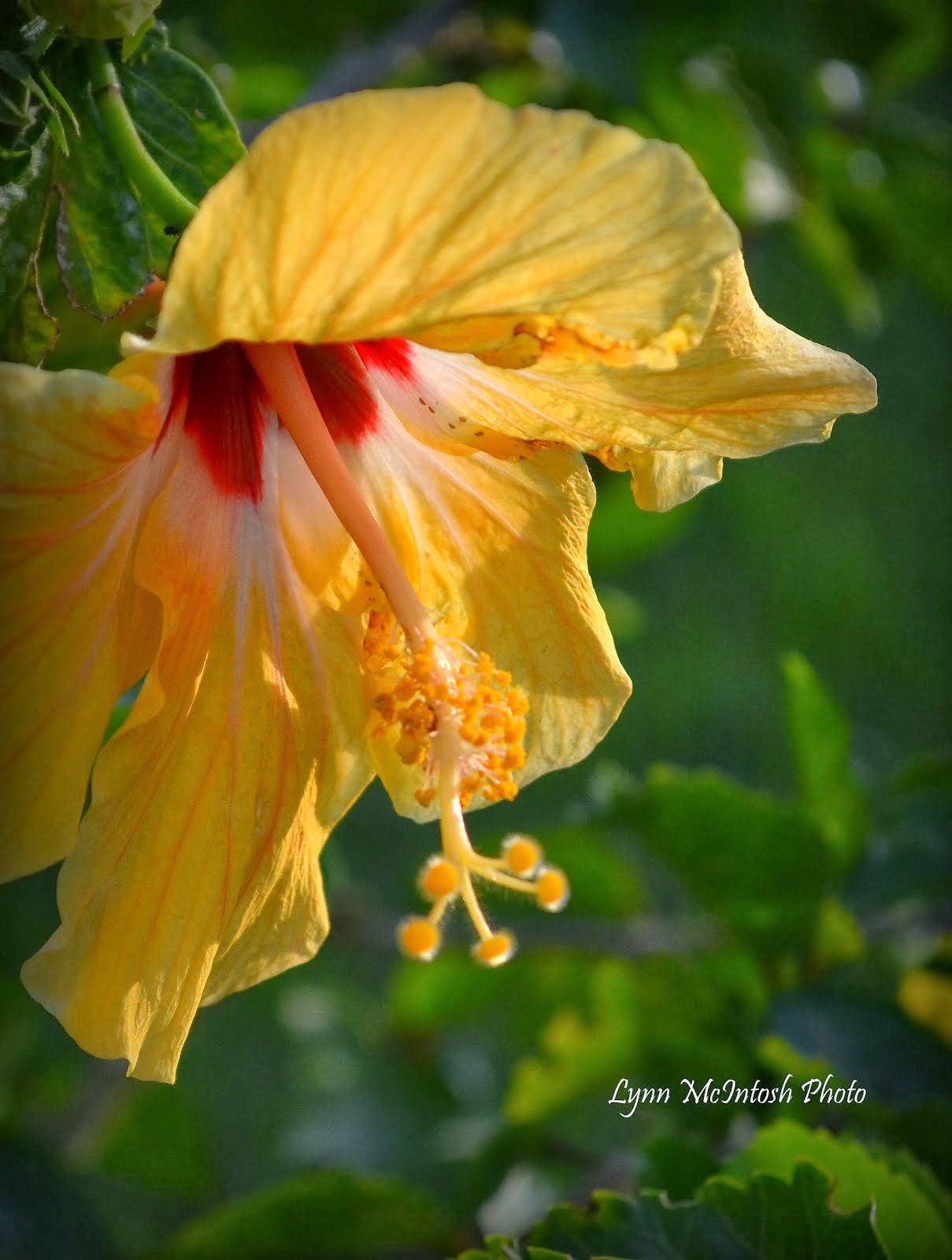 Hibiscus