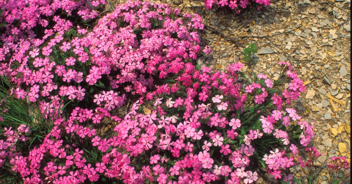 Kentucky Native Plant and Wildlife Plant of the Week Carolina Wild