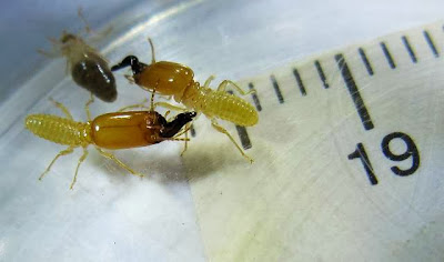 Soldiers and a worker of Pericapritermes termite