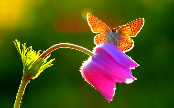 Butterfly Photo Sitting on Little Flower