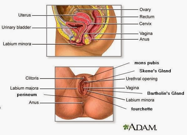 Mengenal Sistem Reproduksi Wanita Program Cepat Hamil