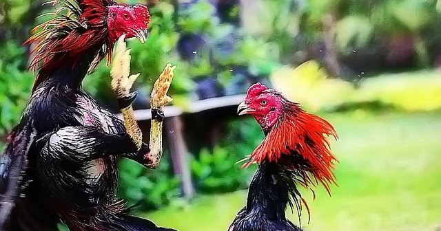 Mencampur pakan anak ayam aduan dengan susu tepung untuk Mencampur pakan anak ayam aduan dengan susu tepung untuk