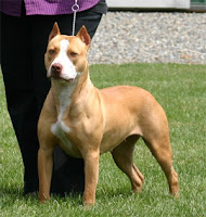 amerikan pitbull terrier sevenler amerikan pitbull terrier ozellikleri