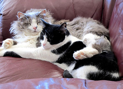 Best Cat Food For Plus Year Old Cats Best Cat Food For Plus Year Old Cats