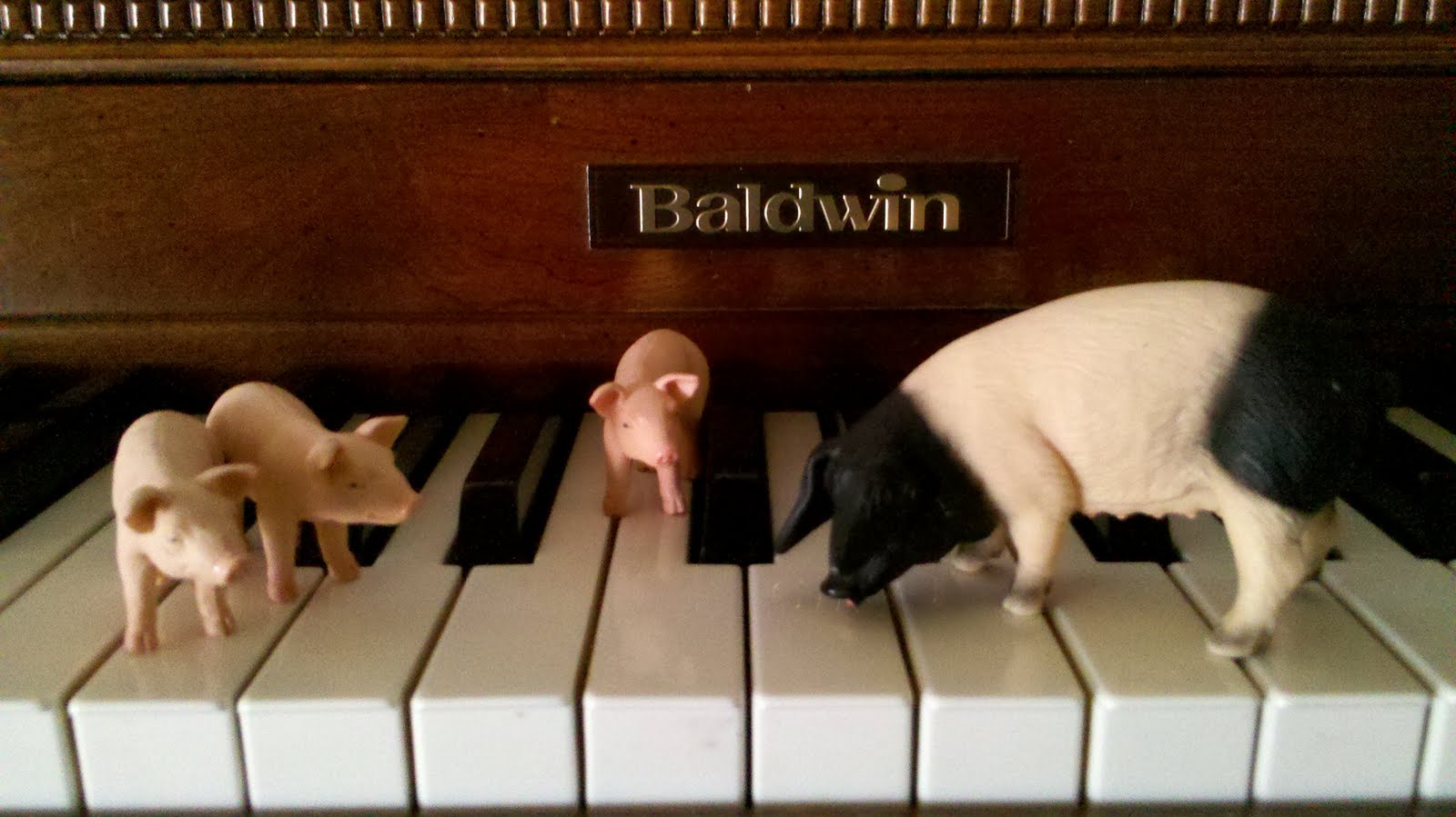 pig piano