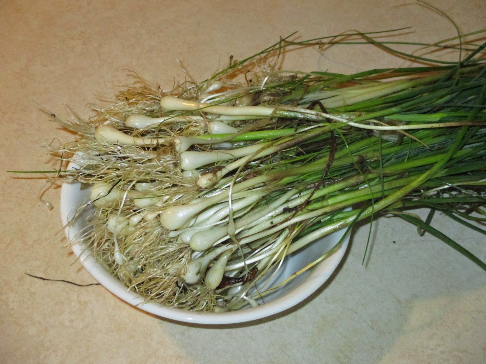 Backyard Excursions Wild Onions in Kansas