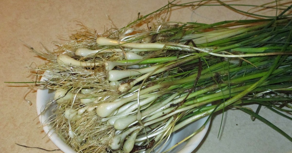 Backyard Excursions Wild Onions in Kansas