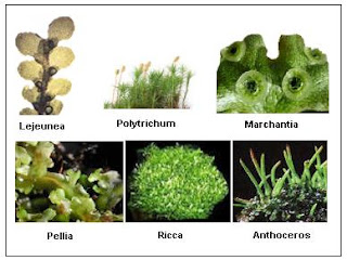 plant bryophytes divisions bryophyte division hornworts common mosses cycle kingdom liverworts biology ap reproduction three amphibians plants bryophyta examples types