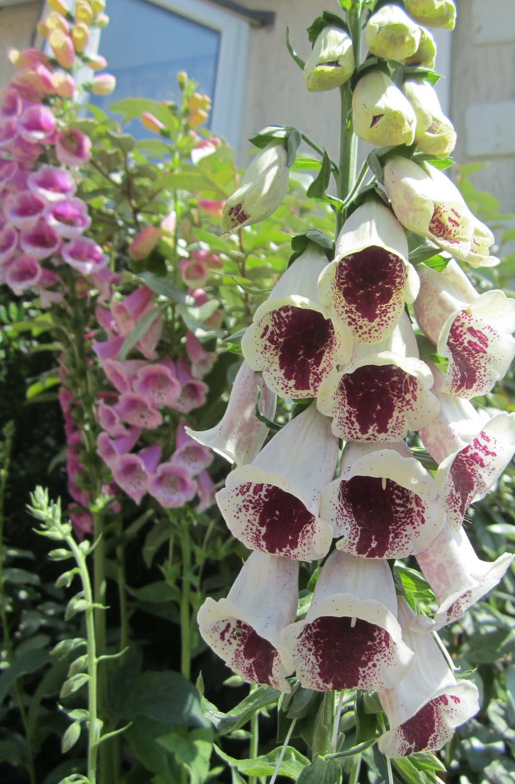 Floral Fantasies: Cottage garden flowers