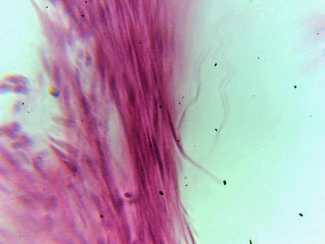 Human Anatomy Physiology Histology Lab Microscopy Of