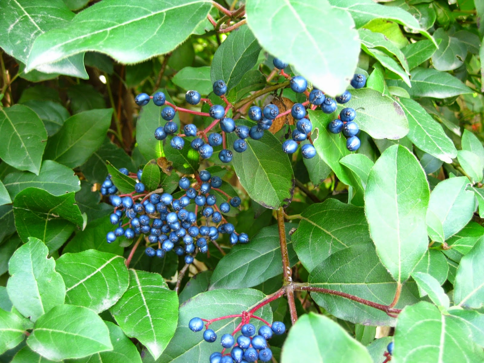 Nixpages Viburnum Tinus