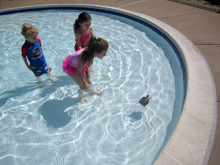the kids were in the pool for a good 2 minutes before anyone noticed the turtle swimming around--too funny!