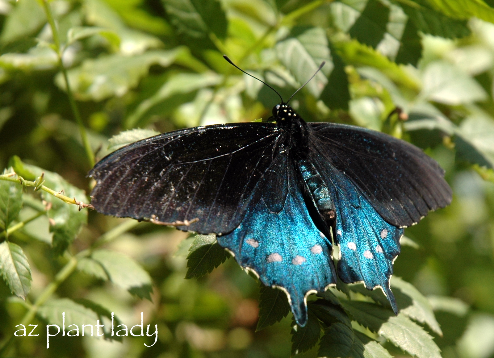 Bobs Butterfly And Bird Blog Purple Empress Impresses