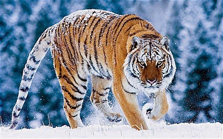 http://www.telegraph.co.uk/sponsored/rbth/features/8174492/Vladimir-Putin-backs-fight-to-save-the-Amur-tiger-following-Russian-rangers-WWF-award.html