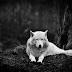 Gray Wolf, Washington