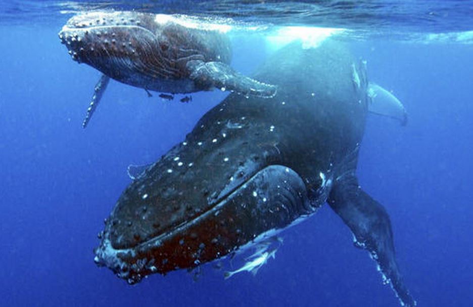 Grymvald Gazetteer Flora & Fauna Friday Shrimp & Whales