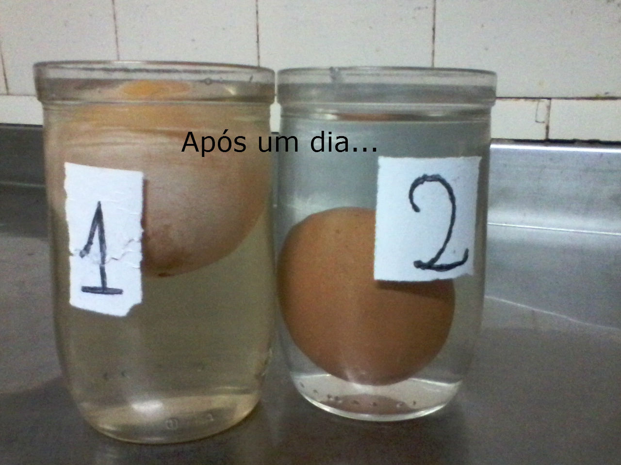 Eco-Amigos: Experimento: Osmose 