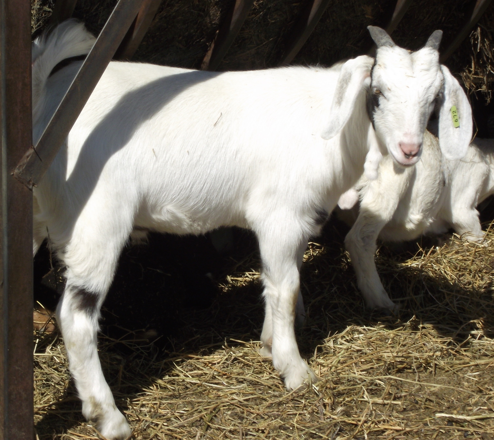 Flat Lake Goats Goats For Sale (Northern Alberta)