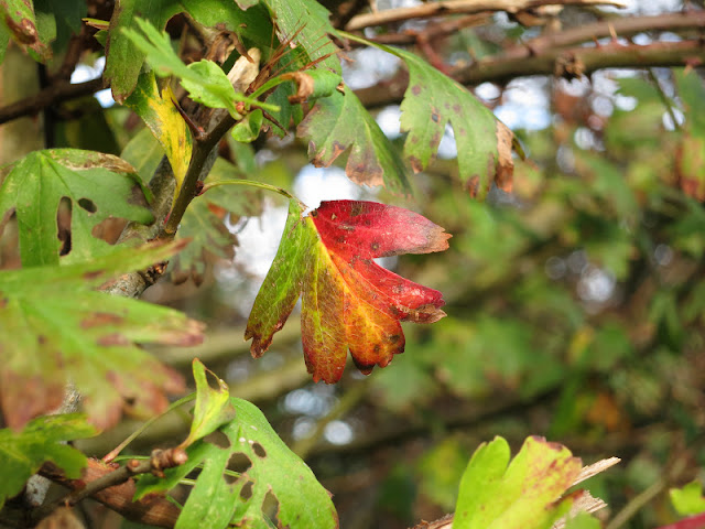 Brightly coloured hawthorn leaf in autumn