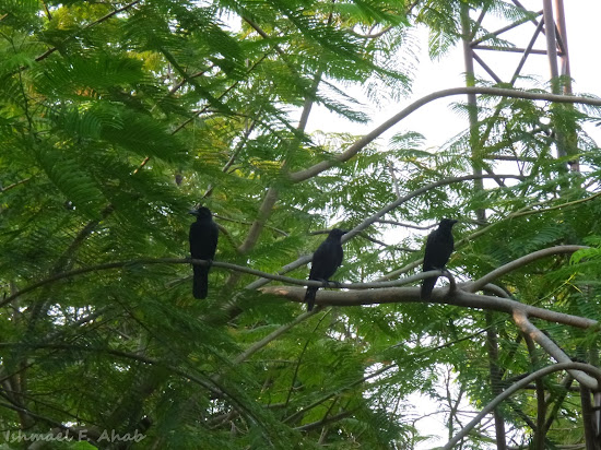 Three crows on a tree in Lumphini Park