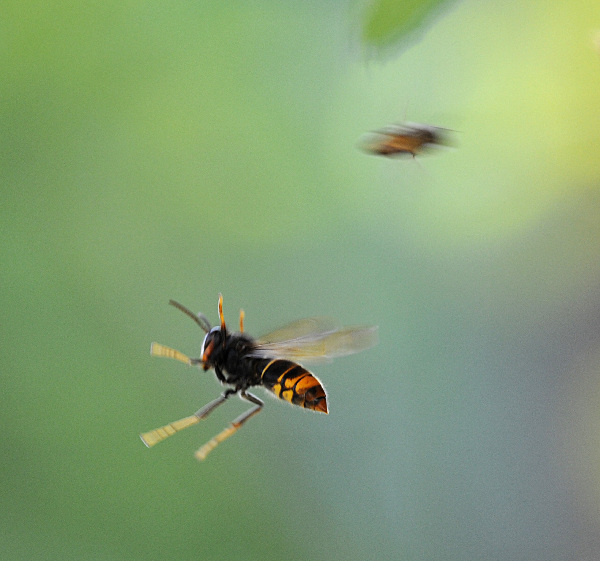 بالصور معركة النحل والدبابير البرية Bees+04
