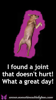 Image: dog stretched out, asleep. Text: I found a joint that doesn't hurt! What a great day!