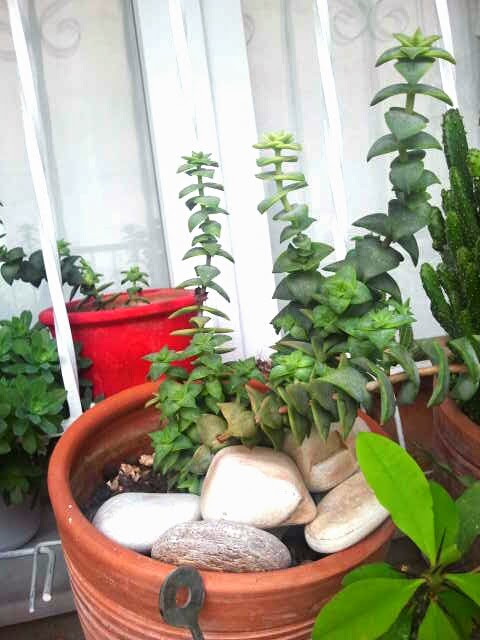 Sukulent,Sedum,Kaktüs&hellip;