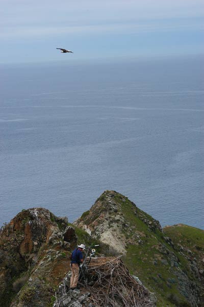 Channel Island National Park Eagle Cam Channel Island National Park Eagle Cam