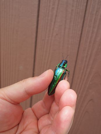 Asobase Blog 縁起がいい