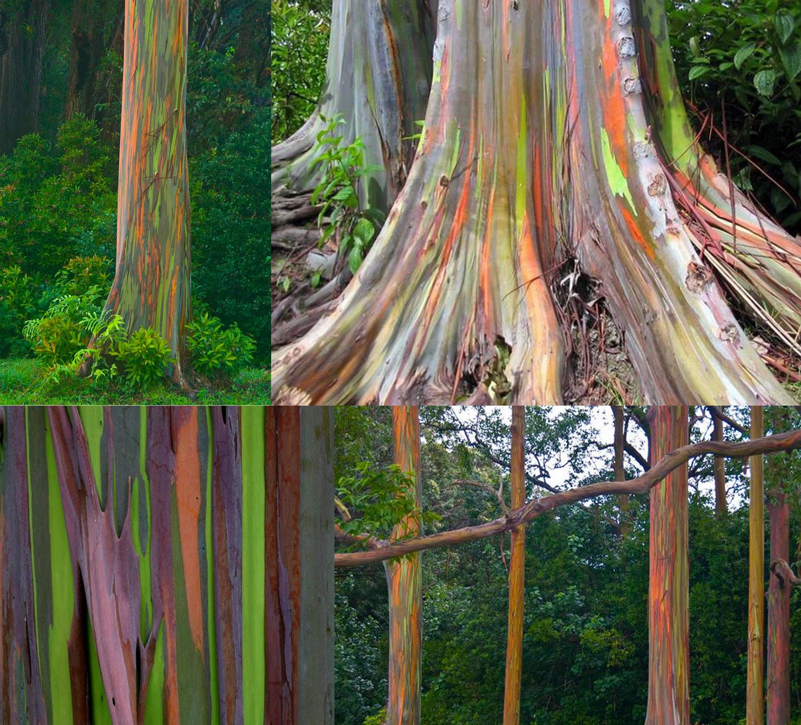 Descubre TU MUNDO El árbol de colores un vistazo al eucalipto arcoíris