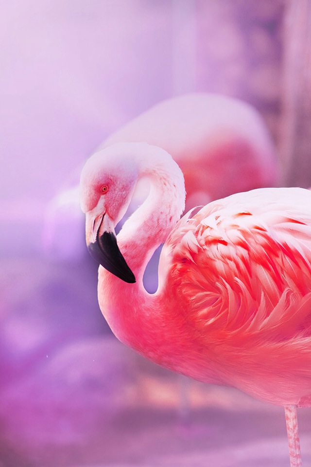 Mama Loved Flamingos