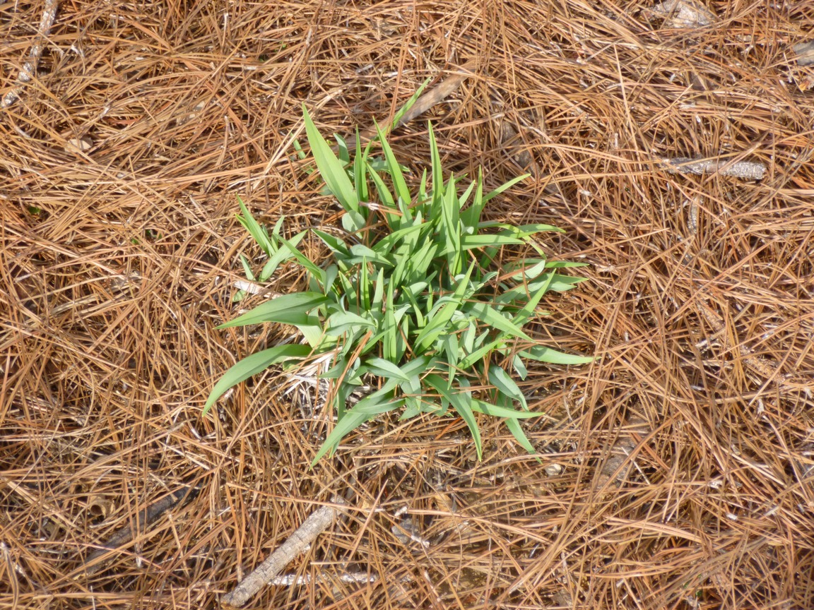 pine mulch problems 28 images 257 best images about pine mulch problems 28 images 257 best images about