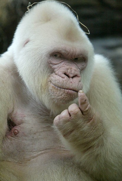 albino gorilla albino gorilla