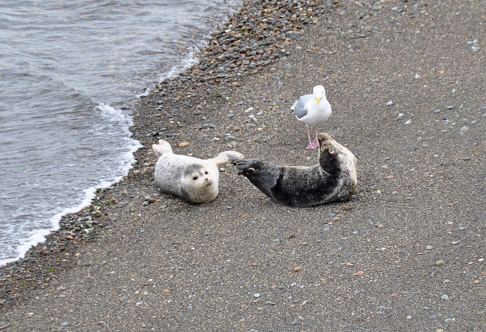Buzz's Marine Life of Puget Sound Young Harbor Seal Pair on Seattle Beach
