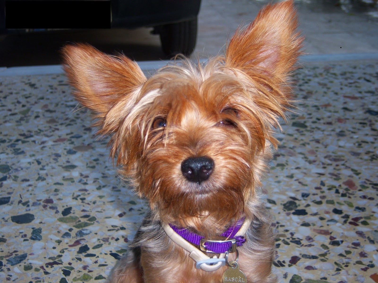 The Diary of a Pregnant Yorkie