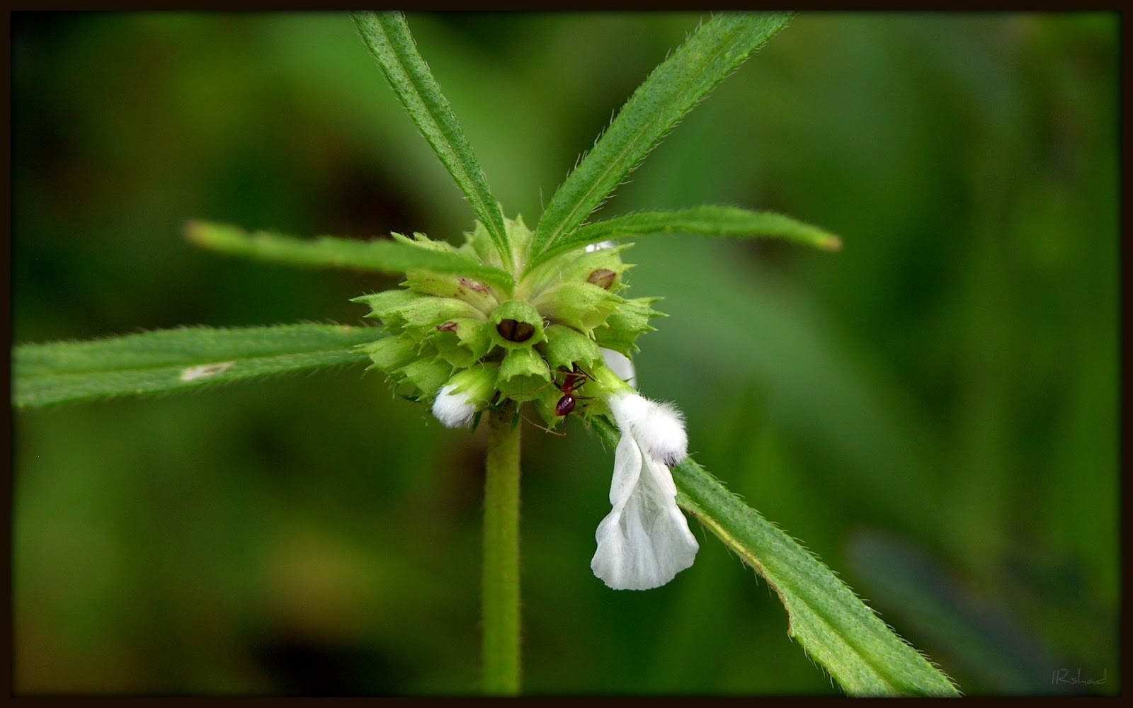 Beautiful Flowers KERALA FESTIVAL ONAM