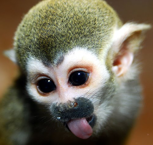 Funny Animals: Cute Spider Monkeys