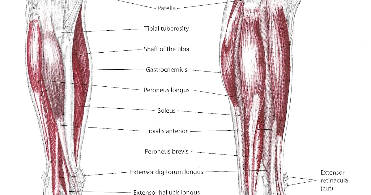 Keeping in Touch: Pathology and Massage: Anterior Shin Splints